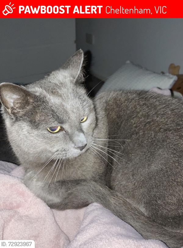 Lost Female Cat last seen Warrigal Road/ Centre Dandenong road, Cheltenham, VIC 3192
