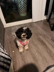 Reunited Female Dog last seen Oak highland Antioch dr, Nashville, TN 37013