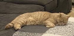 Reunited Male Cat last seen Grandview/Whalley Drive, Wheelers Hill, VIC 3150