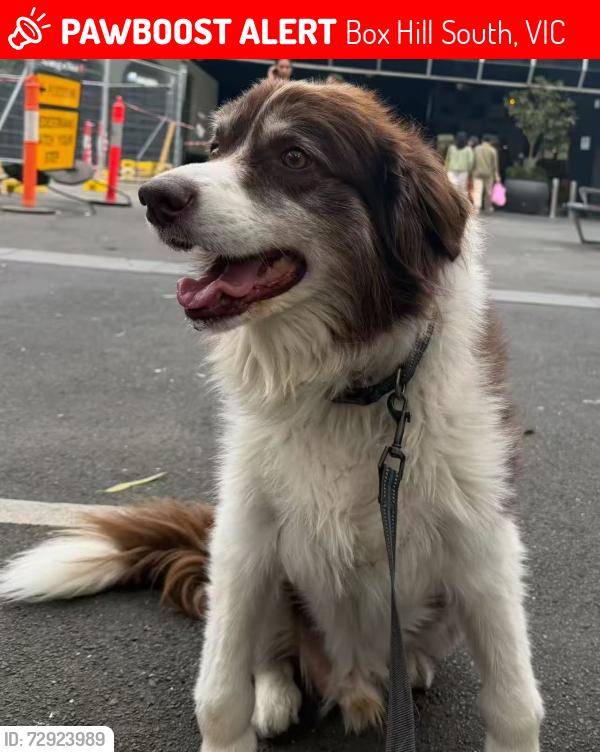 Lost Male Dog last seen Box hill south, Box Hill South, VIC 3128