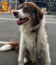 Lost Male Dog last seen Box hill south, Box Hill South, VIC 3128