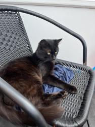 Lost Male Cat last seen Copnor road, Portsmouth, Hants, Portsmouth, England PO3 5DE