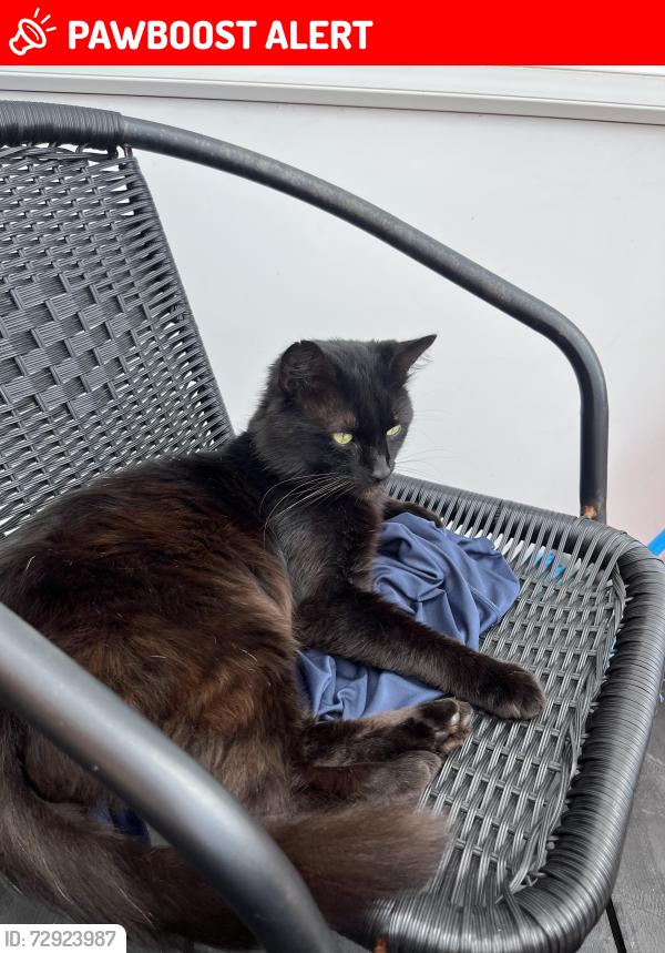 Lost Male Cat last seen Copnor road, Portsmouth, Hants, Portsmouth, England PO3 5DE