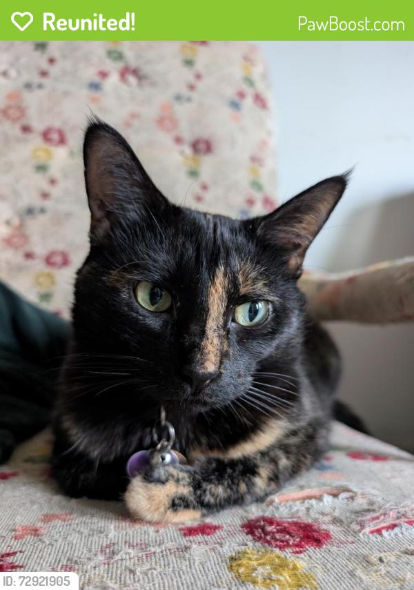 Reunited Female Cat last seen Commercial Drive, Vancouver, BC V5L 2H2
