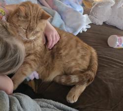 Reunited Male Cat last seen Washington and Ohio , Racine, WI 53405