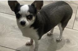 Lost Female Dog last seen Pelican, Cape Coral, FL 33914