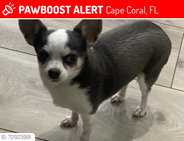 Lost Female Dog last seen Pelican, Cape Coral, FL 33914