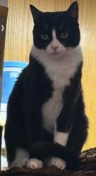 Reunited Male Cat last seen Arminta st / between Vineland & Fair , Los Angeles, CA 91352