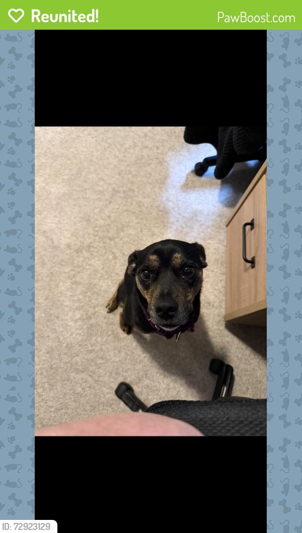 Reunited Female Dog last seen Florence Dr , Champaign, IL 61820