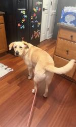 Reunited Female Dog last seen In Richard’s landing neighborhood , Rock Hill, SC 29730