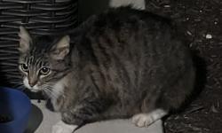 Found/Stray Unknown Cat last seen Corner of Biddie St and Kane St, Pea Ridge, AR 72751