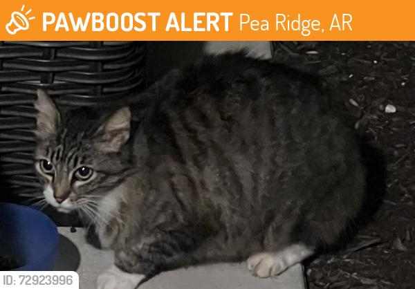 Found/Stray Unknown Cat last seen Corner of Biddie St and Kane St, Pea Ridge, AR 72751