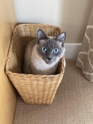 Reunited Female Cat last seen 127th NW, Vancouver, WA 98685
