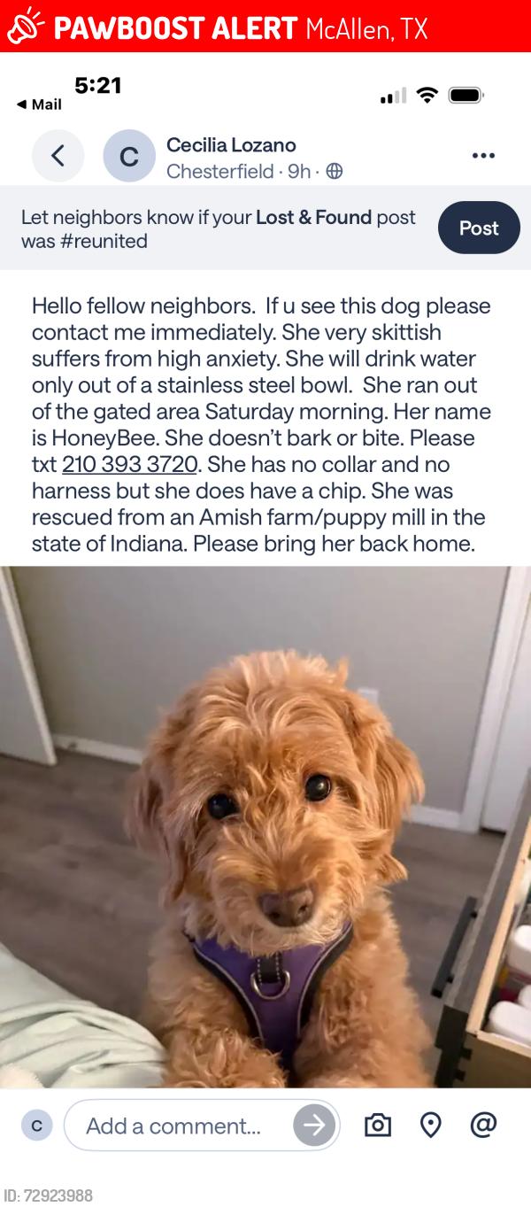 Lost Female Dog last seen 31st lane and 32nd sttreet, McAllen, TX 78501