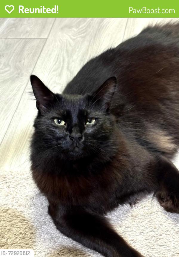 Reunited Male Cat last seen Near S 85th E Pl, Bixby OK 74008, Bixby, OK 74008