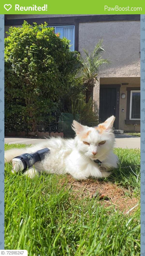 Reunited Female Cat last seen Downey Ave and Elburg. Country Club s of Paramount , Paramount, CA 90723