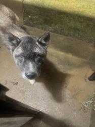 Found/Stray Male Dog last seen Barton Dr. and Raines , Memphis, TN 38116