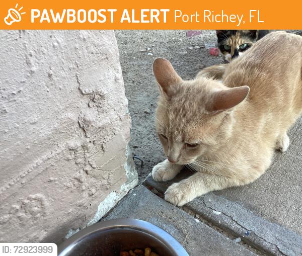 Found/Stray Male Cat last seen Embassy , Port Richey, FL 34668