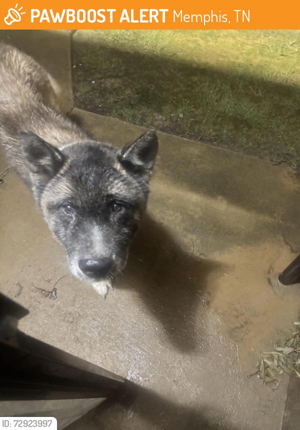 Found/Stray Male Dog last seen Barton Dr. and Raines , Memphis, TN 38116