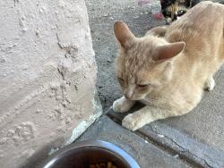 Found/Stray Male Cat last seen Embassy , Port Richey, FL 34668