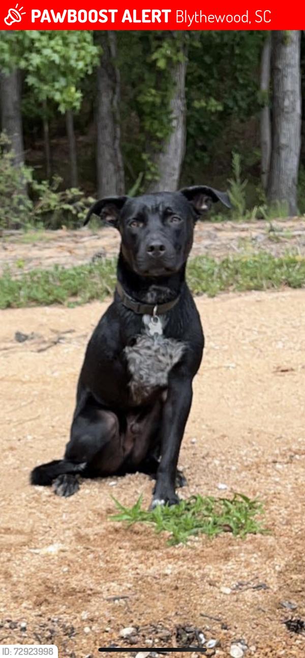 Lost Male Dog last seen Blythewood, Blythewood, SC 29016