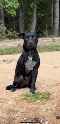 Lost Male Dog last seen Blythewood, Blythewood, SC 29016