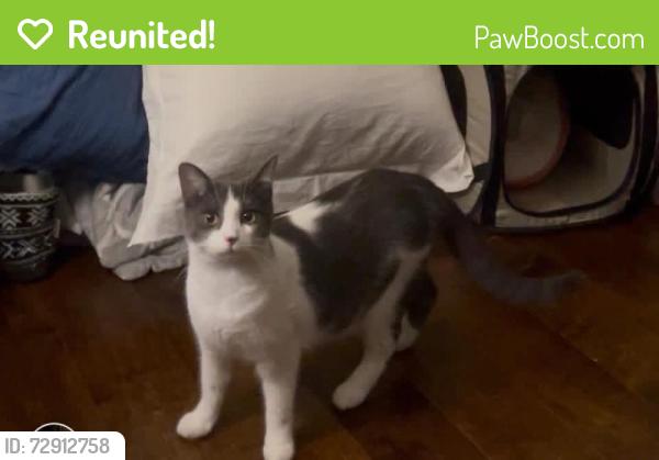Reunited Female Cat last seen Near Brookwood Dr, Carrollton, GA 30117, USA, Carrollton, GA 30117