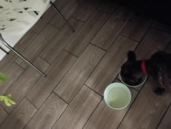 Found/Stray Female Dog last seen Martin Luther King Blvd, Las Vegas, NV 89129