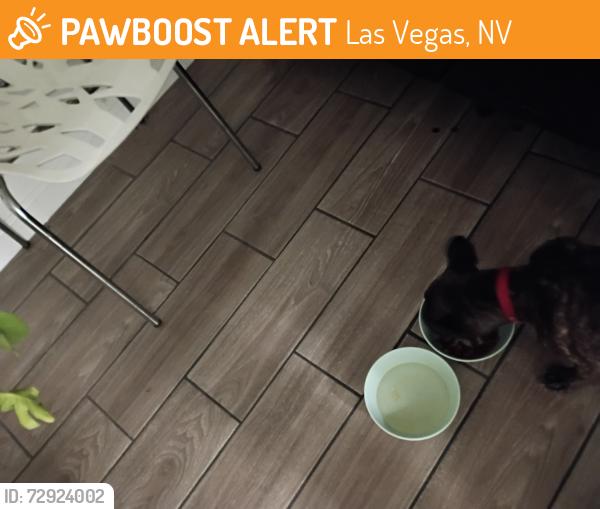Found/Stray Female Dog last seen Martin Luther King Blvd, Las Vegas, NV 89129