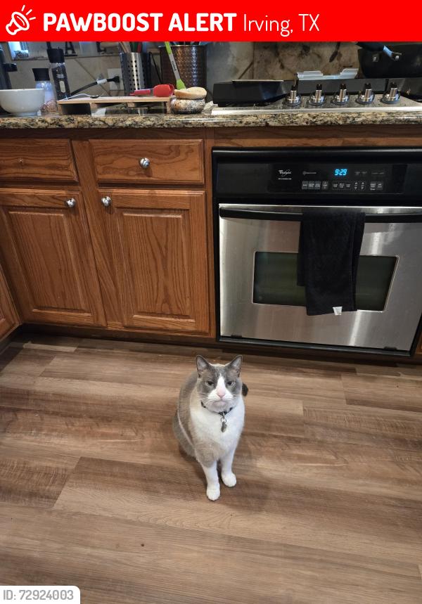 Lost Male Cat last seen Marchant lane and ranchview dr, Irving, TX 75063