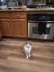 Lost Male Cat last seen Marchant lane and ranchview dr, Irving, TX 75063