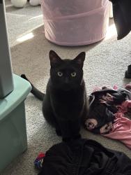 Reunited Male Cat last seen Near Stoneway Dr, Columbus, OH 43229, USA, Columbus, OH 43229