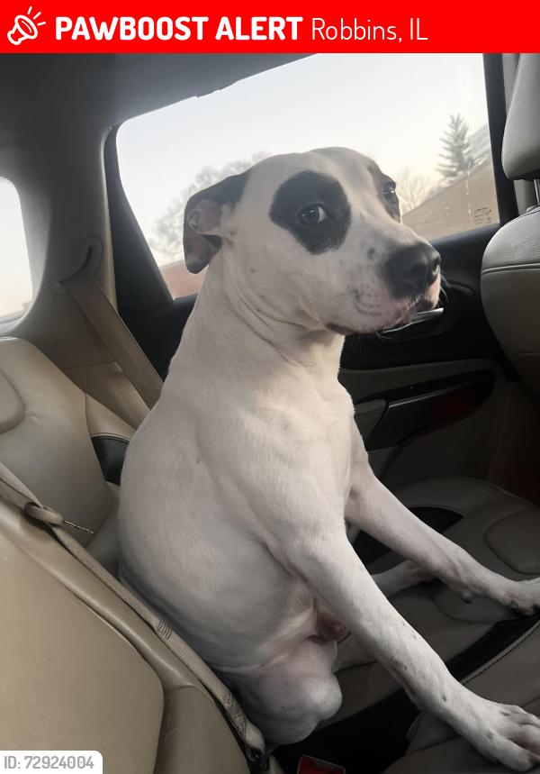 Lost Male Dog last seen 139th, Robbins, IL 60472
