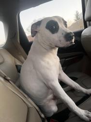 Lost Male Dog last seen 139th, Robbins, IL 60472