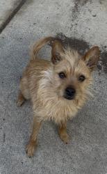 Lost Male Dog last seen 1st street sun valley nv 89433, Sun Valley, NV 89433