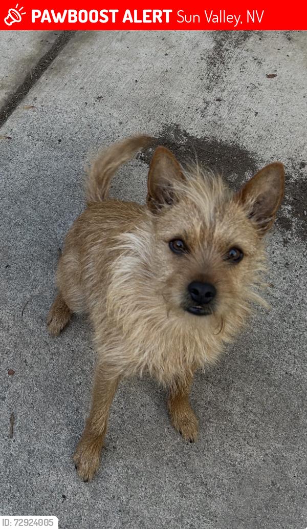 Lost Male Dog last seen 1st street sun valley nv 89433, Sun Valley, NV 89433