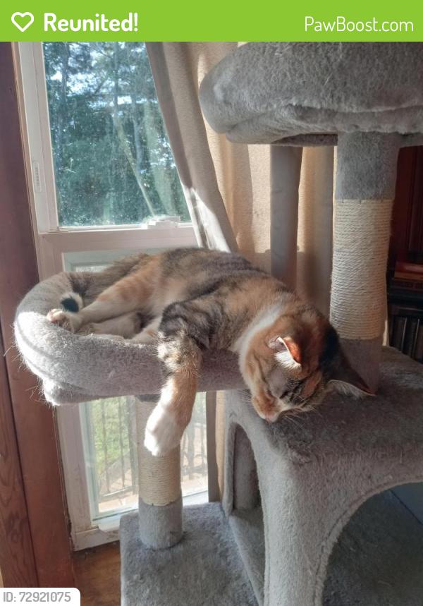 Reunited Female Cat last seen HWY 16 S, Taylorsville, NC 28681