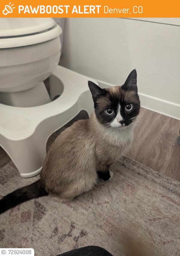Found/Stray Male Cat last seen Xfinity, Denver, CO 80231