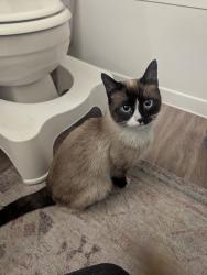Found/Stray Male Cat last seen Xfinity, Denver, CO 80231