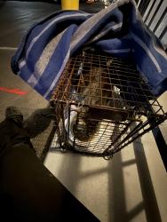 Reunited Female Cat last seen Near Paradise Rd Las Vegas, NV  89169 United States, Las Vegas, NV 89169