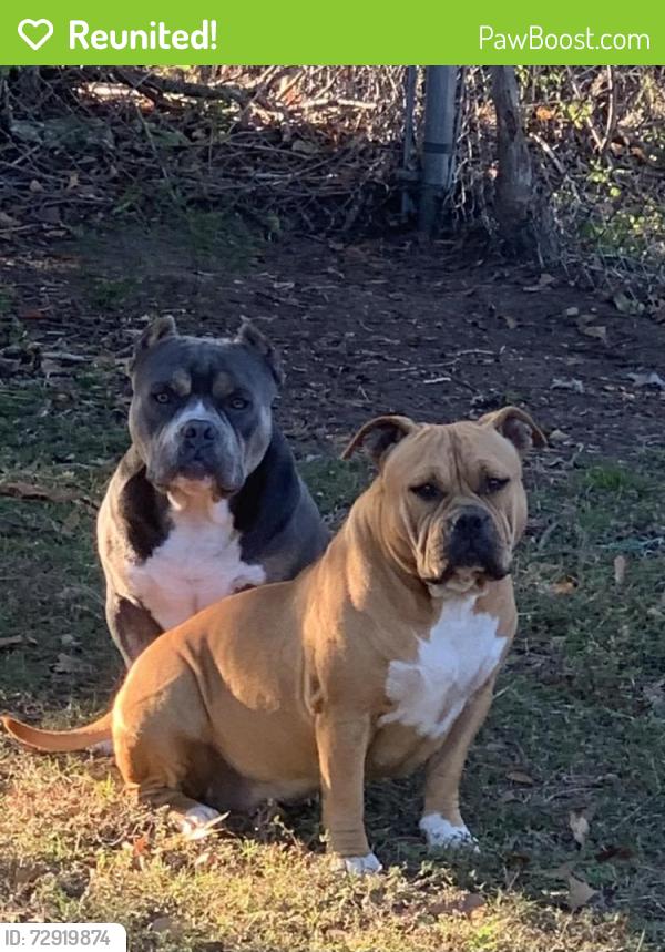 Reunited Male Dog last seen Hephzibah Ga Area, Augusta, GA 30815