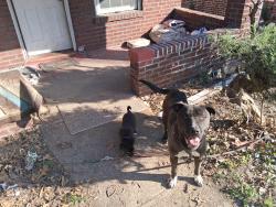 Lost Male Dog last seen Natural Bridge Road , St. Louis, MO 63121