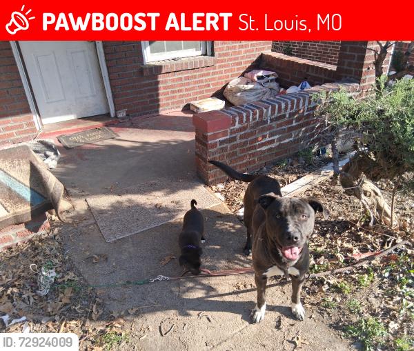 Lost Male Dog last seen Natural Bridge Road , St. Louis, MO 63121
