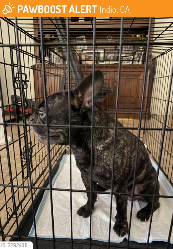 Found/Stray Male Dog last seen Amistad High School , Indio, CA 92201