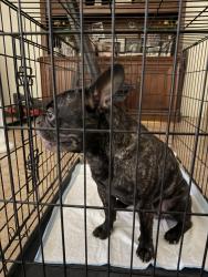 Found/Stray Male Dog last seen Amistad High School , Indio, CA 92201