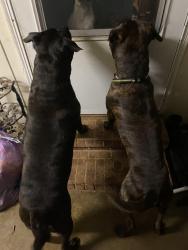 Reunited Male Dog last seen John dodd, Boiling Springs, SC 29316