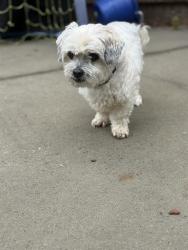 Shelter Stray Male Dog last seen CHARLOTTE, Charlotte, NC 28217