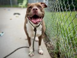 Shelter Stray Female Dog last seen CHARLOTTE, Charlotte, NC 28217