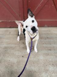 Shelter Stray Female Dog last seen CHARLOTTE, Charlotte, NC 28217