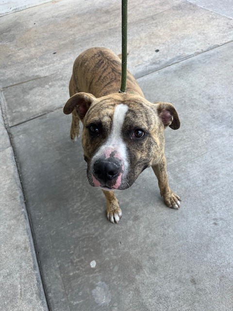 Shelter Stray Male Dog last seen Near BLOCK NW 36TH AVE, Doral, FL 33122